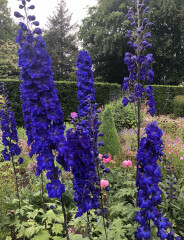 If you were planning a new rose garden