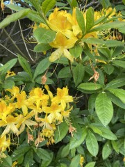 Can anyone identify this 1970s rhododendron?
