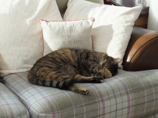 To disturb cat or drink tea?