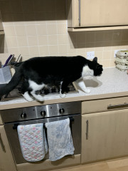 Not my cats and friends