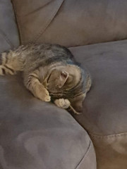 Let's see your relaxed cats