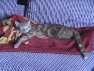 Stitch and bitch thread #4 I needle the help I can get.