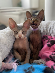 New kittens