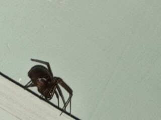 What is this spider?  Photos