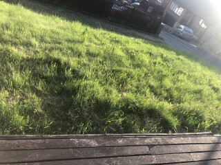 New garden, just grass - WWYD