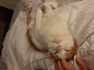 Let's see your relaxed cats