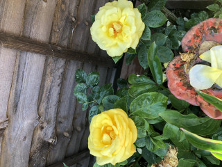 Long shot - anyone able to ID this rose for me?