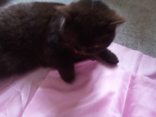 Let's see your relaxed cats