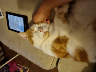 Let's see your relaxed cats