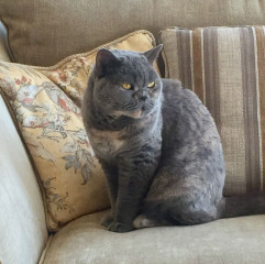 Swagger Inn 171.  Spring is just around the corner, but the HBFs still need their overcoats to keep us warm.