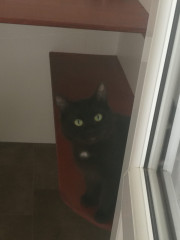 Our wee rescue cat! 