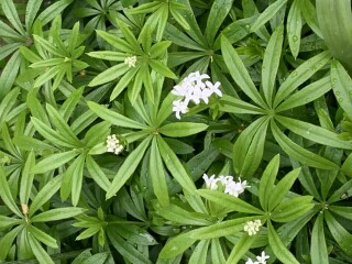 Shade-loving plants - like pulmonaria but not that