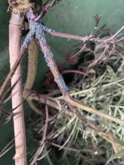 What is this on my Sambucus!?