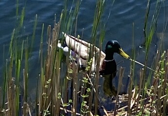 Duck Tales! (Still not what I expected to wake up to this morning)