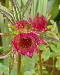Shade-loving plants - like pulmonaria but not that