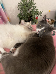 To get another cat or keep at 1? 