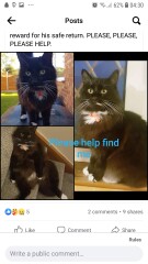 Missing Cat for 4 days 😭😪