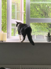 Not my cats and friends