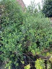 Help identifying plants please