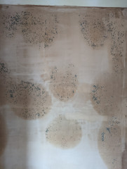 Mould on newly plastered walls