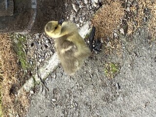 Come and tell me your dull and unexciting news 22: Calmly through the day