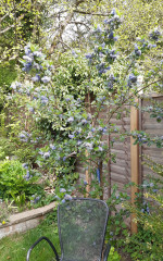 I want trees round the edge like this, how?!  Anyone good at identifying trees/bushes?