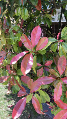 Can I grow new trees from making cuttings from these ones?