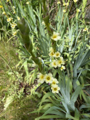 Help identifying plants please