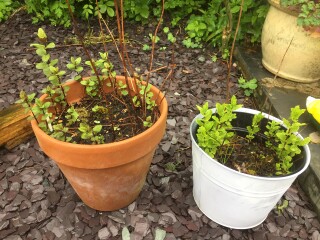 Why are my herbs all so weedy?