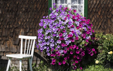 Window box recommendations please?