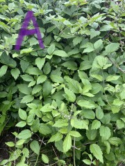 What are these plants? Help!