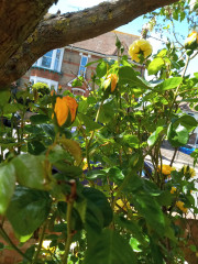 Long shot - anyone able to ID this rose for me?