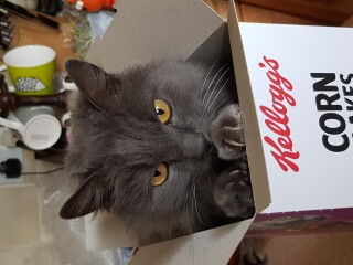 Not my cats and friends