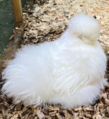 Come and tell me your dull and unexciting news 22: Calmly through the day