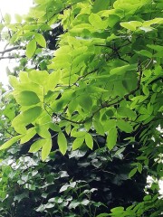 unusual shrub/tree for identification