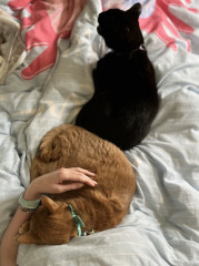 Cat photo thread