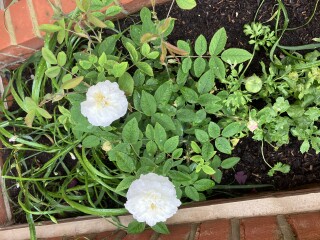 My front garden’s finished - but what shall I put in it?
