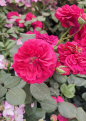 Anyone else following RHS Chelsea?