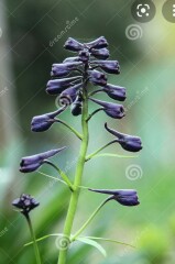 What is this plant please