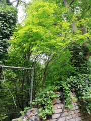 unusual shrub/tree for identification