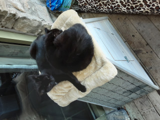 Friday Felines