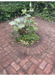 Help with plant choices