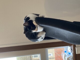 To regret adopting the cat after a day