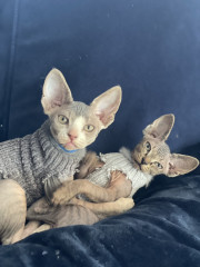 New kittens
