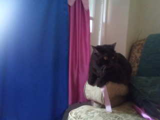 Let's see your relaxed cats