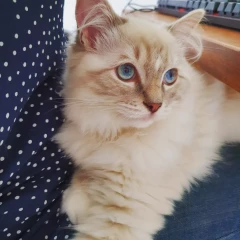 Just wanted to share my new kitten