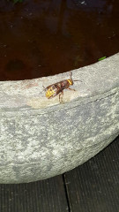 I just caught a monster! Pics attached