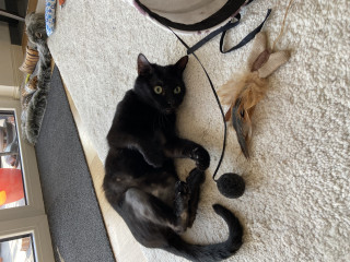 Our wee rescue cat! 