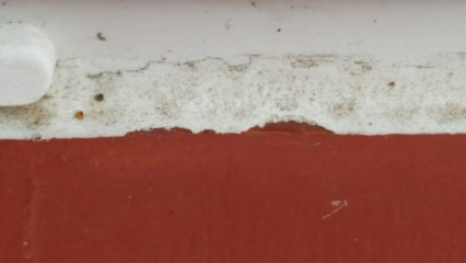 What is eating my exterior (window) silicone sealant? & how can I stop it?
