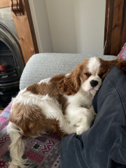 What dog would you recommend for us?
